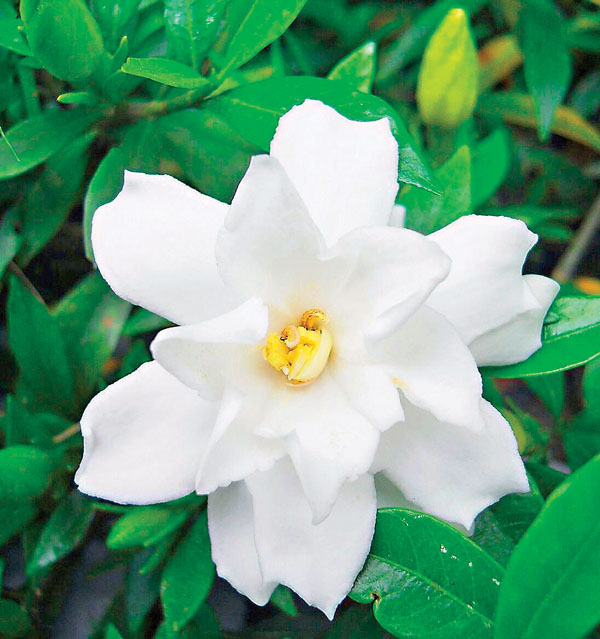 ■梔子花，純潔的化身。（韓鳳平攝）作者供圖