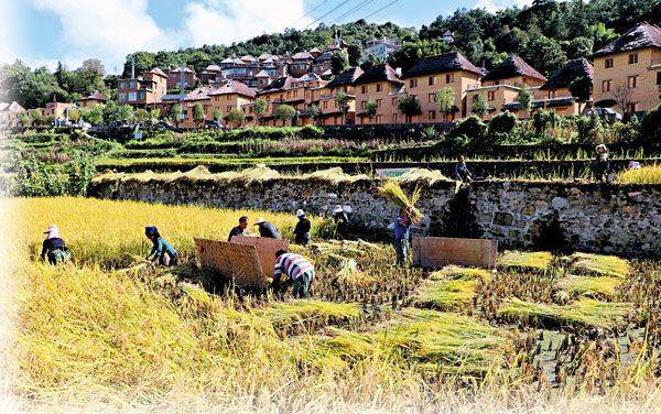 ■雲南哈尼梯田種植的紅米現在已陸續開鐮收割。