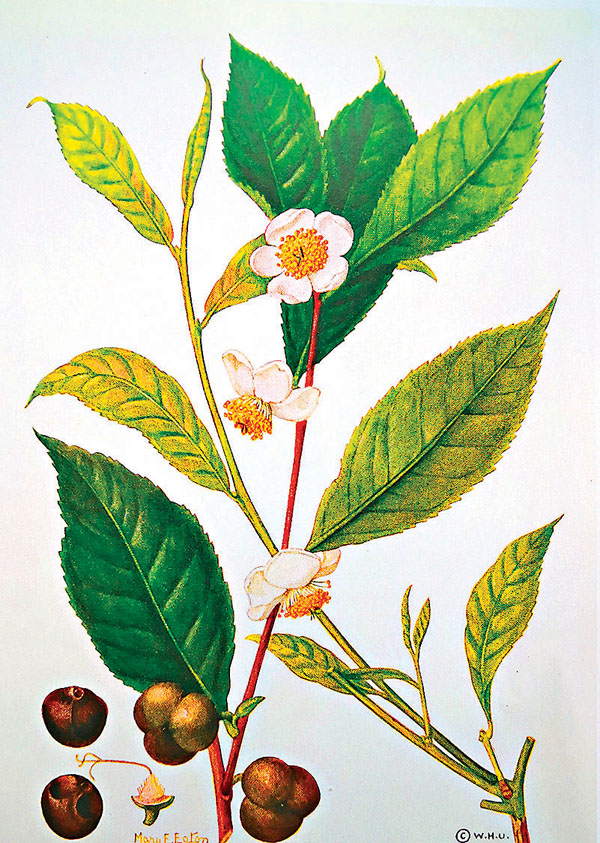 ■《茶葉全書》內頁。