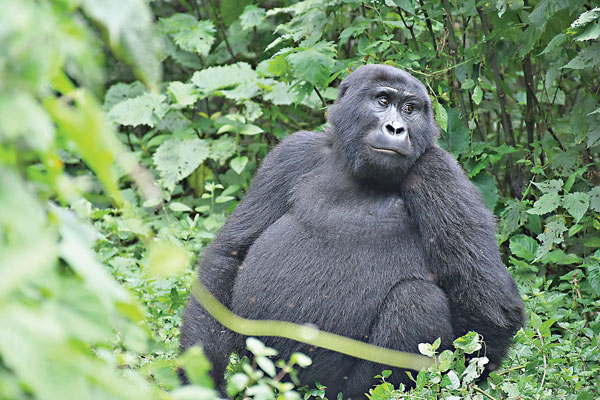 ■達爾文指出，靈長類動物的面部表情跟我們的十分類似，應該是長久以來動物適應環境的演化結果。 資料圖片