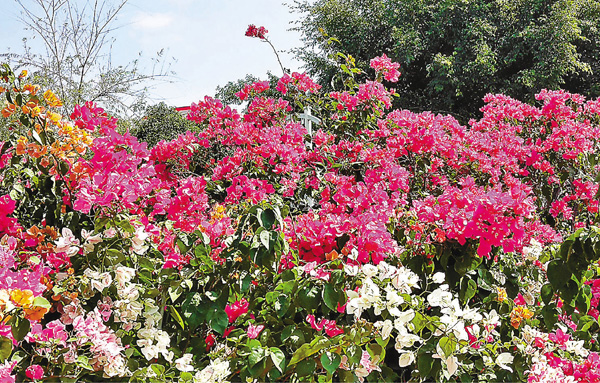 ■盛開的三角梅如孔雀開屏般燦爛。 作者提供