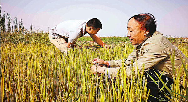 ■ 新疆喀什當地村民正在鹽鹼地上收割海水稻。 香港文匯報深圳傳真