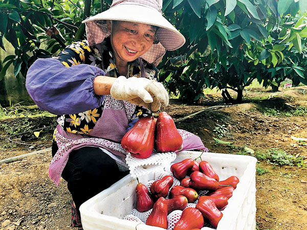 ■ 科百產業園的工人正將採摘的蓮霧裝箱。 香港文匯報記者丁春麗  攝
