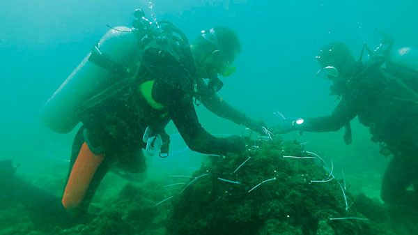 ■ 珊瑚維護着海洋生物和漁業資源的豐富性和多樣性，海洋一旦沒有了珊瑚就會變成「海洋荒漠」。圖為王欣博士的團隊正在海底標記修補珊瑚。 受訪者供圖