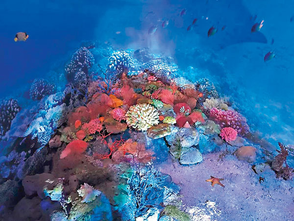 ■ 珊瑚礁生態系統被稱為「海洋裏的熱帶雨林」，是眾多海洋生物的棲息地。網上圖片