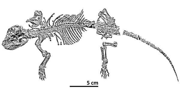 ■胡氏遼尖齒獸化石。 網上圖片