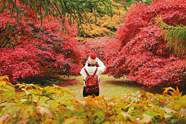 ■遊客在英國格洛斯特郡的韋斯頓伯特植物園欣賞秋景