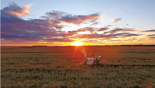 ■上月，收割機在黑龍江省綏濱縣鑫源水稻種植專業合作社的耕地裏收割水稻。 資料圖片