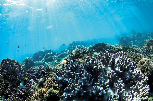 ■已探明的生物資源有20萬種之多。 資料圖片