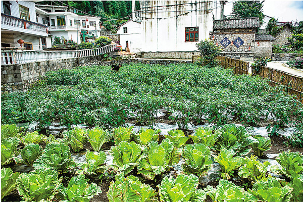 ■在外婆的青青的菜園裏，有我兒時的歡樂、人生的起始。 新華社
