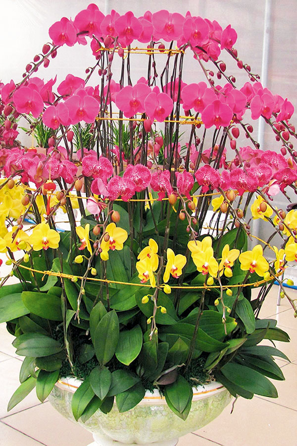 ■疑是蝴蝶翩翩來。（韓鳳平攝）作者供圖 