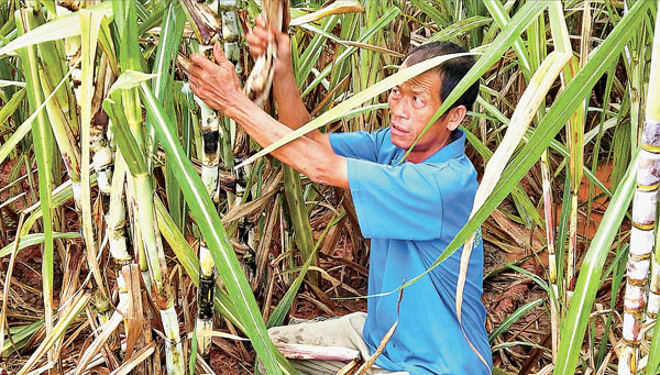 村民鄧海仁在甘蔗地裏務農。香港文匯報記者曾萍 攝