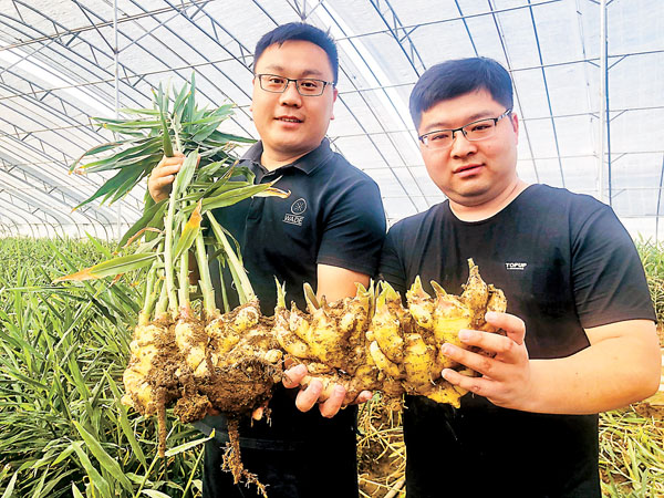 ■畢學堂（右）和亓瑤（左）展示剛拔出來的蔬菜薑。 香港文匯報記者丁春麗 攝