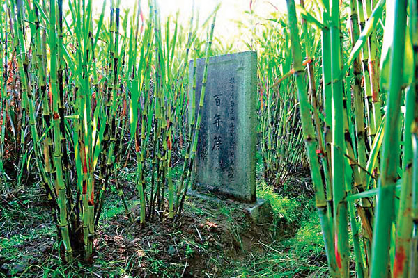 ●松溪百年蔗。 網上圖片