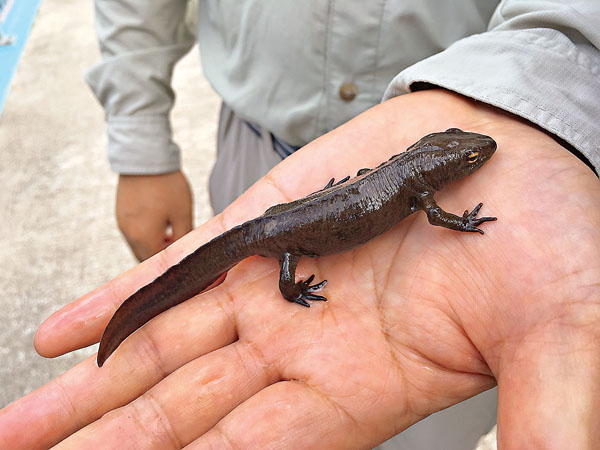 ● 兩棲類動物是生物從海洋遷徙到陸地的過渡物種。圖為香港蠑螈。 資料圖片