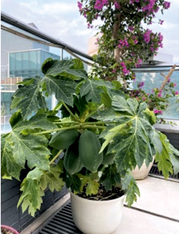 ●因颳風，被旁邊「紫英」三角梅折斷的木瓜，最終死裏復活，還結出果實來。 作者供圖