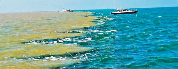 ●涇渭分明的黃河入海口！ 作者供圖