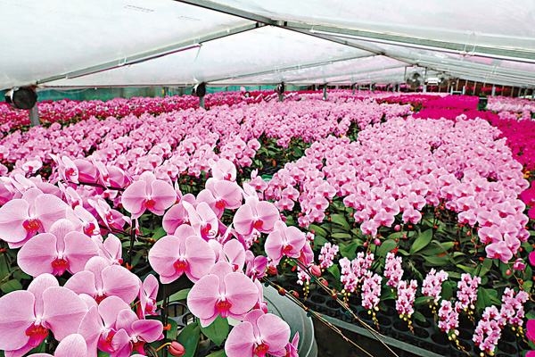 ●楊小龍指今年的蘭花開得特別美麗。