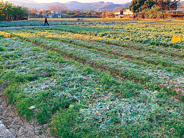 坪輋有農田的菜蔬被凍死。天文台fb Irwin Wong圖片