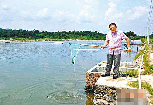 ●黃一成在養殖場查看魚的長勢。 網上圖片