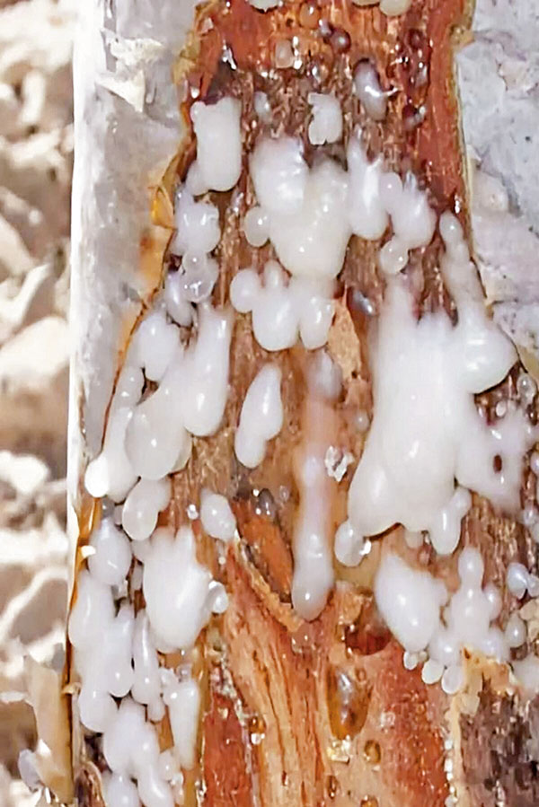 ●乳香樹脂。(韓鳳平攝) 作者供圖