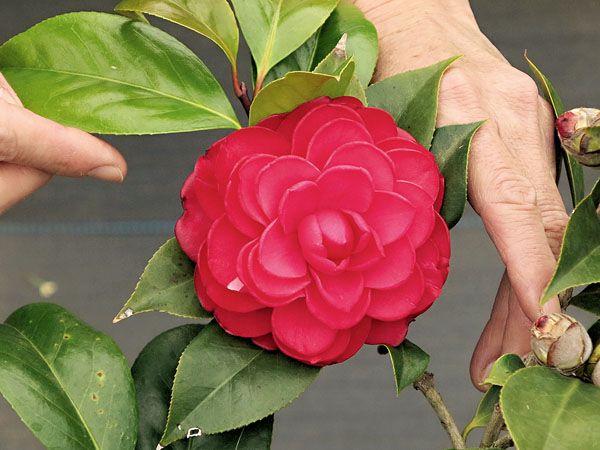 ● 山茶花。 資料圖片