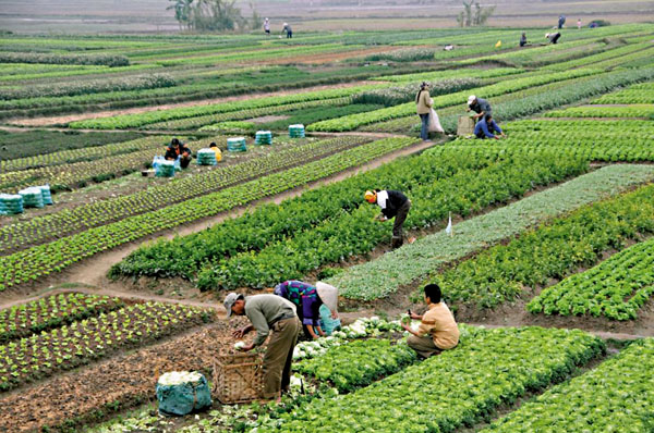 ● 貿易是否公平，影響農民的生計。 資料圖片