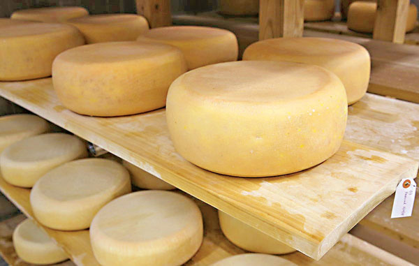 ● 芝士製作是將牛奶中的水分去除的可控過程。資料圖片