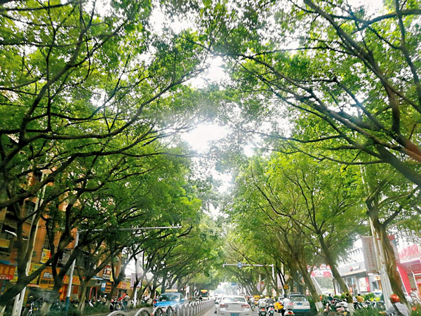 ●瀰漫柔和美的梧州綠傘子大道！ 作者供圖