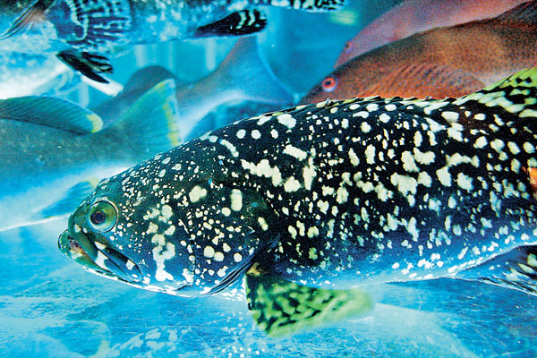 ●部分魚種需更長時期才進入性成熟期。 資料圖片