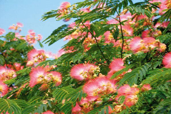 ●流光溢彩合歡樹。（韓鳳平攝）作者供圖