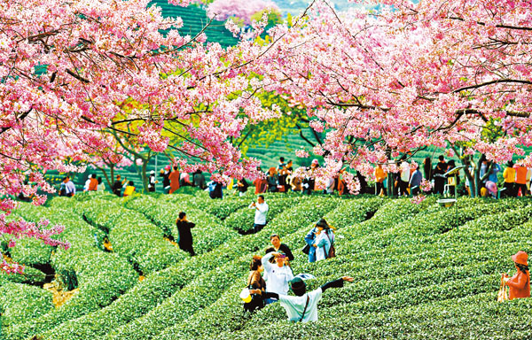 ●「農林22條措施」有助於台胞台企參與大陸農業林業高質量發展及鄉村振興。圖為近日福建省龍岩市漳平台灣農民創業園的千畝台品櫻花茶園，8,000多株櫻花沿茶山的小道競相開放。 中新社