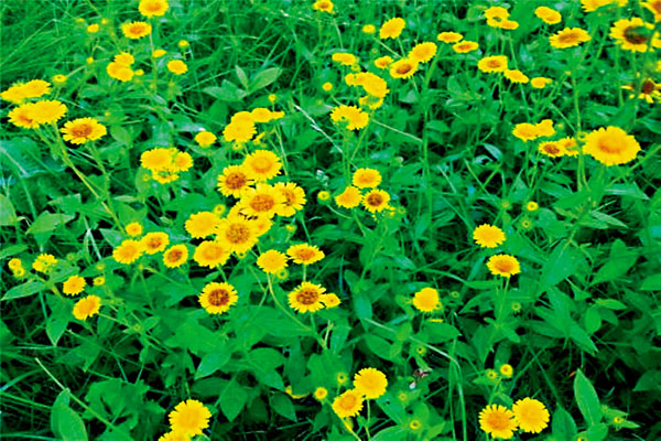 ●生命力頑強的旋覆花。（韓鳳平攝） 作者供圖