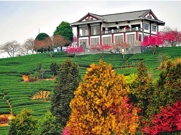 ● 有「大陸阿里山」之稱的福州台品櫻花茶園景觀。 資料圖片