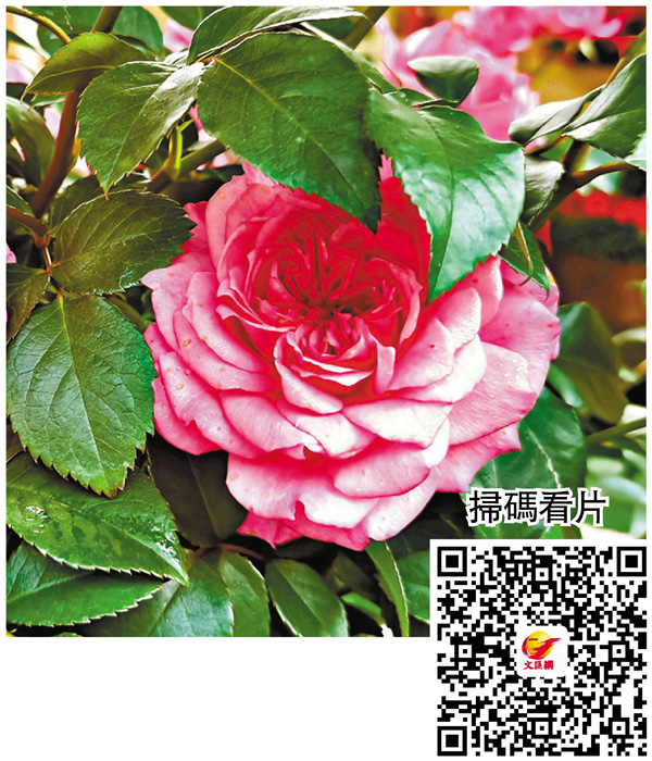 ●月季新品種「灣區之星」。 香港文匯報記者郭若溪  攝