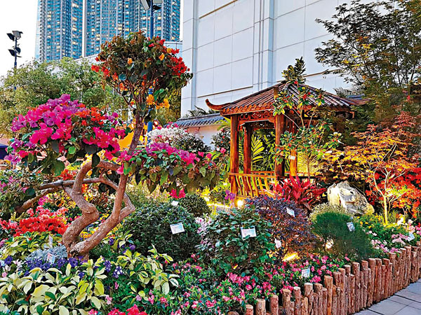 ●集合多種色彩的簕杜鵑造型景觀樹