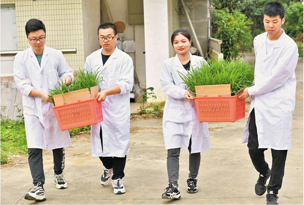 ●昨日，在華南農業大學國家植物航天育種工程技術研究中心溫室，研究人員將「嫦五」搭載的太空稻秧苗準備移栽到試驗田。 新華社