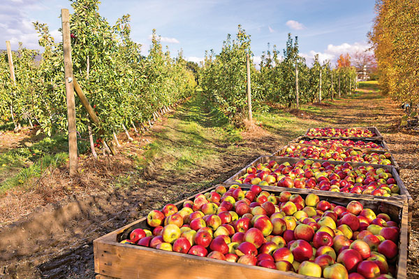 ●侯恩谷蘋果園