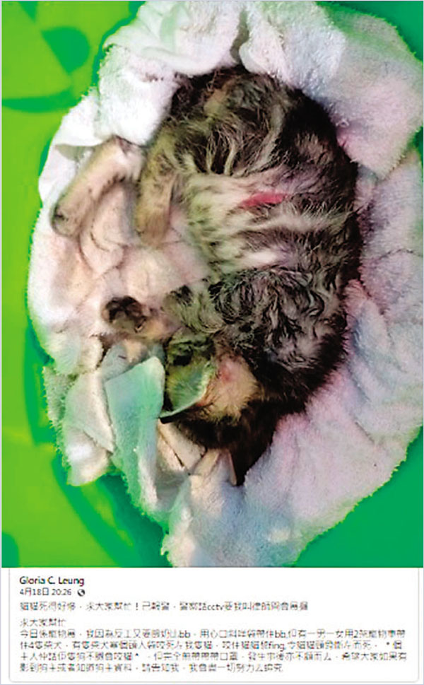 ●涉事貓主憶述慘劇。 fb截圖
