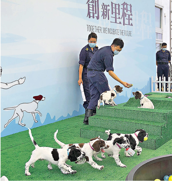 ●6隻幼犬正接受以遊戲模式進行的訓練。 香港文匯報記者  攝
