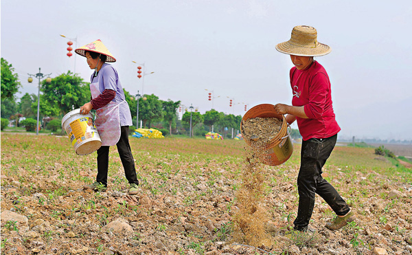 ●中共中央政治局召開會議，確保可以長期穩定利用的耕地總量不再減少。圖為 4月23日，貴州省黔東南苗族侗族自治州農民搶抓農時採收蔬菜、施肥、輪種。 新華社