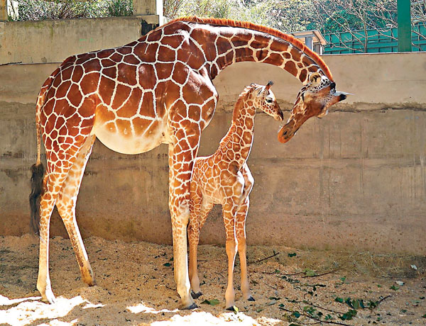 ● 長頸鹿的頸部和其他動物一樣都是由7塊頸椎骨所支撐，為什麼牠的頸又特別長呢？ 資料圖片