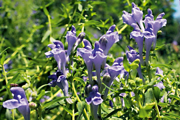 ●「旋轉芭蕾」紫色黃芪花。 韓鳳平  攝