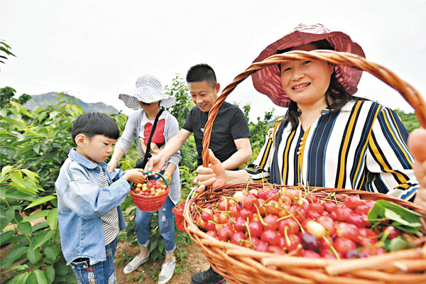 ● 昔日整山治水治理出的良田，如今是漫山遍野的櫻桃樹，當年的種糧先進村，現在已是「中國櫻桃第一村」，山東厲家寨櫻桃品牌價值已達4.47億元人民幣。受訪者供圖