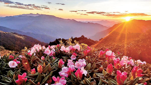●合歡山杜鵑花海