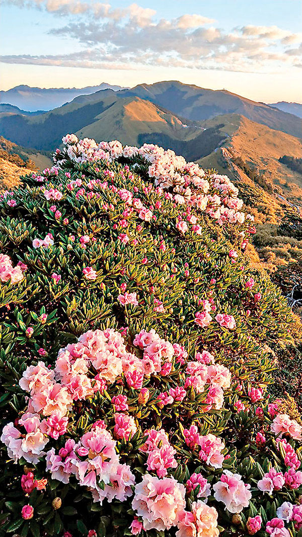 ●紅、粉紅、白色花海繽紛
