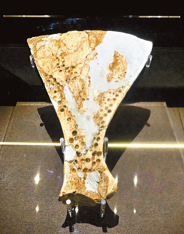 ●商代大型牛卜骨