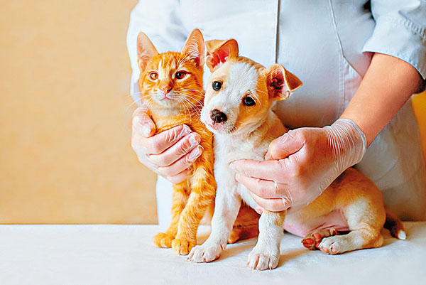 ●寵物保險的受保範圍一般包含門診費、手術費、醫藥費等項目。