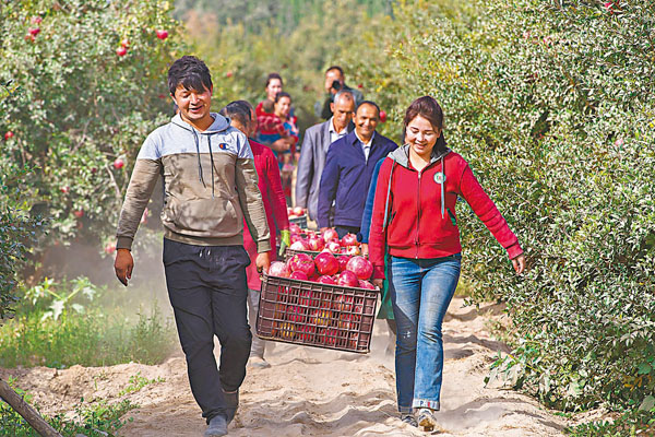 ●新疆和田地區皮山縣皮亞勒瑪鄉農民早前在搬運剛剛採摘的石榴。  資料圖片