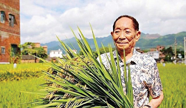 ●袁隆平院士在水稻田間。（網上圖片） 作者供圖